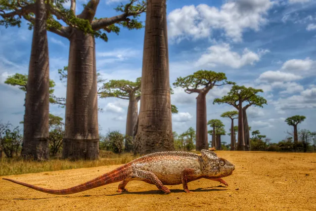 A giant Malagasy chameleon crosses through Baobab Alley, Madagascar. (Photo by Shannon Benson/Rex Features/Shutterstock)