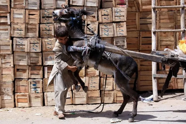A Pakistani boy tries to bring down his donkey that is being lifted up by an over-loaded cart as the world observes the day against Child Labor, in Peshawar, Pakistan, 12 June 2021. World Day Against Child Labor is observed annually on 12 June across the world, including Pakistan, to raise awareness and contribute to ending child labor. The theme of this year is “No to Child Labor, Yes to Quality Education”. (Photo by Bilawal Arbab/EPA/EFE)