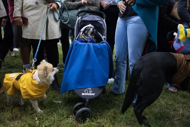Alice, center, sits in her stroller dressed as a queen, during the First Annual Kalorama Park Halloween Dog Parade on Saturday, October 21, 2023 in Kalorama Park near the Adams Morgan neighborhood of Washington. (Photo by Tom Brenner for The Washington Post)