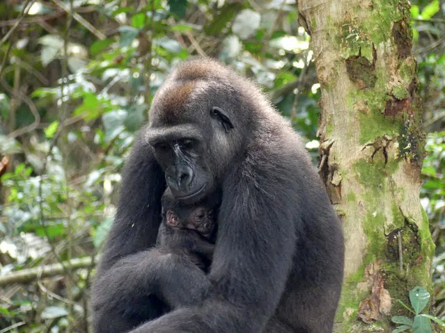 This undated handout photograph released by The Aspinall Foundation on June 29, 2021, shows a baby gorilla cradled by its mother “Mayombe” in The Bateke Plateau, south-east Gabon. A baby gorilla has been born in the wild in Gabon from two parents who grew up in captivity in Europe, in a world-first that was hailed by conservationists of the endangered species on June 29, 2021, The baby gorilla is thought to have been delivered on the night of June 13 in the Bateke Plateau National Park in the southeast of Gabon in central Africa. (Photo by The Aspinall Foundation/Handout via AFP Photo)