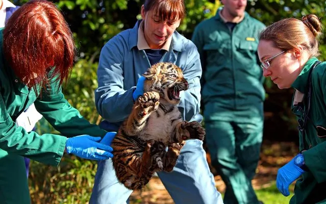 A vet from Chester Zoo catches one of the three as yet unnamed 12 week old  Sumartran Tiger Cubs born earlier this year, to identify what s*x they are and to vaccinate them, Friday March 27, 2015. The cubs, born in January to mum Kirana and dad Fabi, were found to be two males and one female. (Photo by Peter Byrne/AP Photo/PA Wire)