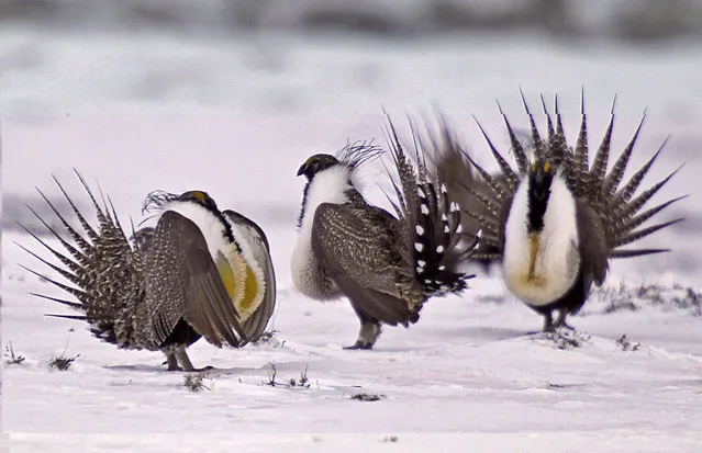In this April 20, 2013 file photo, male greater sage grouse perform mating rituals for a female grouse, not pictured, on a lake outside Walden, Colo. The Trump administration is advancing plans to ease restrictions on oil and gas drilling and other activities on huge swaths of land in the American West that were put in place to protect an imperiled bird species. Land management plans released Thursday, Dec. 6, 2018, would open more areas to leasing and allow waivers for drilling pads to encroach into the bird's habitat. That would reverse protections for greater sage grouse enacted in 2015, under President Barack Obama. (Photo by David Zalubowski/AP Photo)