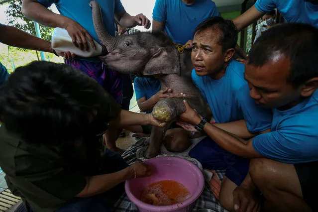 Thai veterinarian Padet Siridumrong (L) treats the wounds of Fah Jam, a five-month-old baby elephant, after a hydrotherapy treatment as part of a lengthy rehabilitation process to heal her injured front left foot at a rehabilitation center in Pattaya, Thailand January 5, 2017. (Photo by Athit Perawongmetha/Reuters)