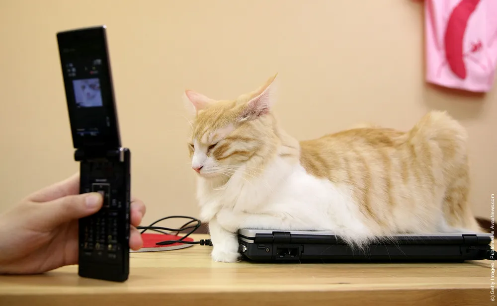 Cat Cafes Attract People in Tokyo