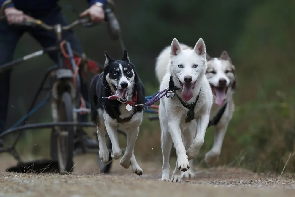 Aviemore Sled Dog Rally 2017