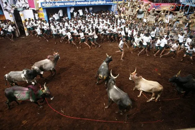 Participants scramble on for safety as a group of bulls charge towards them during a bull-taming sport called “Jallikattu”, in Alanganallor, about 424 kilometers (264 miles) south of Chennai, India, Thursday, January 16, 2014. (Photo by Arun Sankar K./AP Photo)