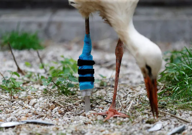 A one-legged stork rescued by an animal sanctuary eats fish with a new 3D-printed leg inside its enclosure near Frantiskovy Lazne, Czech Republic, September 1, 2021. (Photo by David W. Cerny/Reuters)