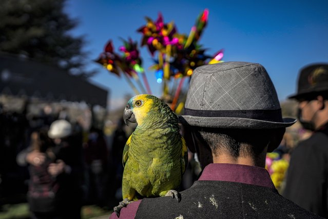 An organ grinder and his parrot named Americo attend the funeral of fellow organ grinder and Chinchinero Hector Lizana, 93, who died of COVID-19, three weeks after his son Manuel also died from COVID-19, in Santiago, Chile, Wednesday, September 15, 2021. (Photo by Esteban Felix/AP Photo)