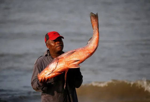 A fisherman carries his catch to sell on the beach in Libreville, Gabon, February 3, 2017. (Photo by Mike Hutchings/Reuters)