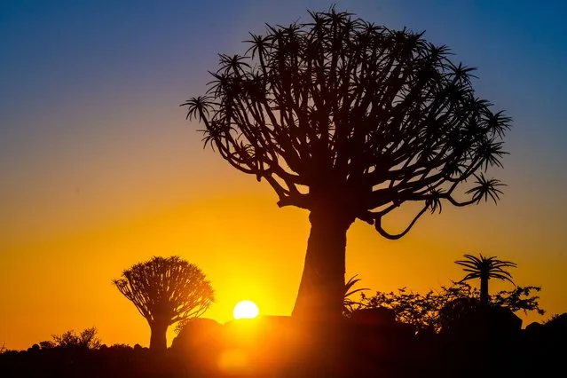 Sunsets behind Quiver Trees at the Quiver Tree Forest – Keetmanshoop Namibia on March 13, 2020. (Photo by Edwin Remsberg/VWPics/Universal Images Group via Getty Images)