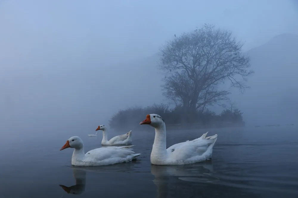 Some Photos: Foggy Day