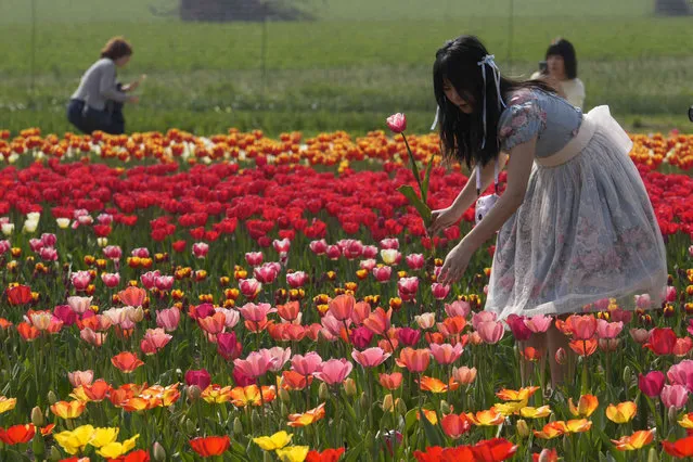 A woman picks flowers in a tulip field, in Arese, near Milan, Italy, Friday, March 22, 2024. Dutch couple Edwin Koeman, and Nitsuje Wolanios planted some 715.000 tulips in a field outside Milan, which opened to the public on March and will remain open until April 25. (Photo by Luca Bruno/AP Photo)