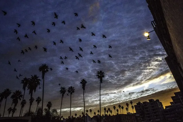 A flock of birds fly in the morning light over the Chapman Park Studio Building in Los Angeles,California on March 9, 2014. (Photo by Joe Klamar/AFP Photo)