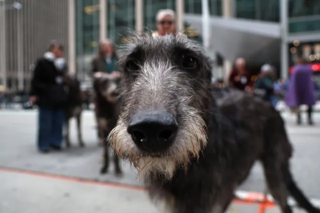 A Scottish Deerhound is embracing the camera during the Tartan Day Parade on Sixth Avenue in New York, N.Y., on April 6, 2024. (Photo by Gordon Donovan/NurPhoto/Rex Features/Shutterstock)