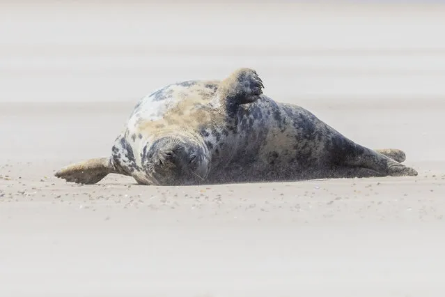 A seal basks in the sun at Blakeney Point on the Norfolk coastline, UK on April 7, 2024. The area is home to England’s largest colony of grey seals, with about 4,000 pups born each year. (Photo by Jack Hill/The Times)