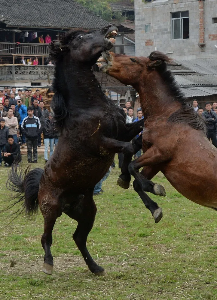 Horse Fighting In China
