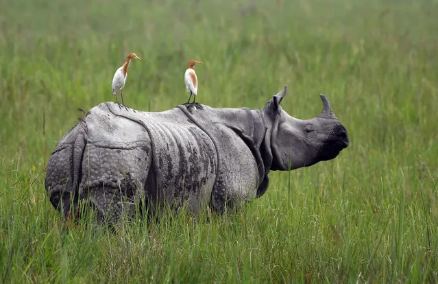 In this photo taken on June 17, 2019, egrets sit on a grazing one-horned rhinoceros in Kaziranga National Park, some 220 km from Guwahati, the capital city of India’s northeastern state of Assam. The monsoon may bring respite from the scorching heat, but for the rangers and animals at Kaziranga National Park it also brings danger as poachers take advantage of greater camouflage and flooding. (Photo by Biju Boro/AFP Photo)
