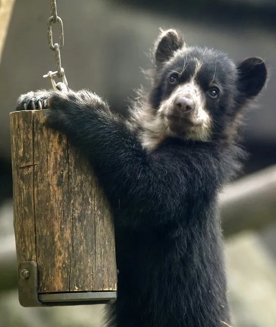 A young spectacled bear, which was born a few months ago and does not have a name yet, plays in his open-air enclosure at the zoo in Duisburg, Germany, 31 March 2014. Spectacled bears are the only bears originally living in South America. (Photo by Roland Weihrauch/EPA)