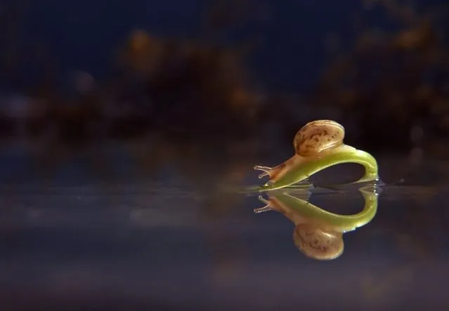 “A Snail's Life”. Photographer Vyacheslav Mischenko captures gorgeous macro photographs of snails near his hometown of Berdichev, Ukraine. After being taught to hunt for mushrooms as a child, Vyacheslav has grown up with a keen eye for spotting critters on the forest floor. Here, a snail takes shelter while perching on a leaf. (Photo by Vyacheslav Mischenko/Caters News)
