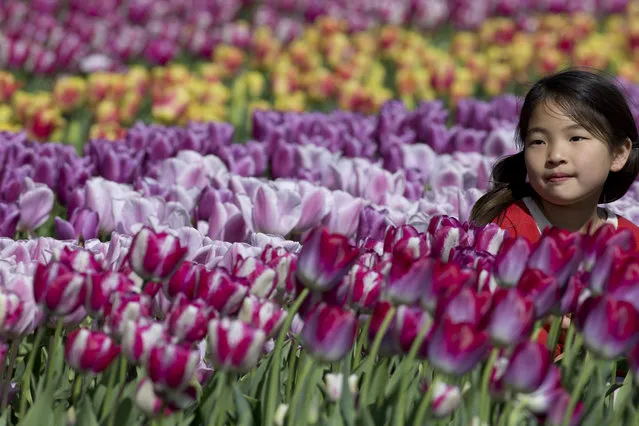A girl poses in a sea of tulips at Keukenhof , in Lisse, near Amsterdam, Netherlands, Thursday, April 17, 2014. Keukenhof, one of the best known international attractions, is a showcase of the Dutch floricultural industry, with a special emphasis on flowering bulbs. Keukenhof is open from March 20 till May 18 2014, and is expected to attract over 800,000 visitors, admiring over 7 millions flowers. (Photo by Peter Dejong/AP Photo)
