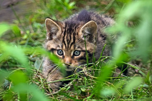 Undated handout photo issued by Wildwood Trust of one of the recently born wildcat kittens at Wildwood Trust's Herne Bay park on Tuesday, June 18, 2024. The litter were born around nine weeks ago in a dedicated off-show breeding enclosure, to parents Talla and Blair, and their birth kittens has sparked fresh hopes for the survival of Britain's rarest mammal species. (Photo by Dave Butcher/Wildwood Trust/PA Wire)