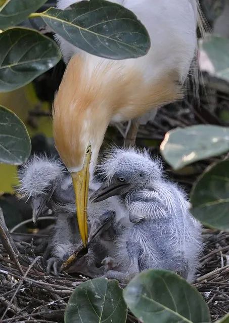 An egret feeds her chicks on the banks of the Brahmaputra River in the Panbazar area of Guwahati on May 9, 2014. Scores of egrets build their nests among trees in the populated Panbazar area, a major business centre of Guwahati, this time of the year. (Photo by Biju Boro/AFP Photo)