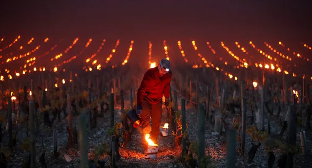 Workers and wine growers light heaters early in the morning, to protect vineyards from frost damage outside Chablis, France April 28, 2017. (Photo by Christian Hartmann/Reuters)