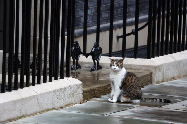 Larry the Cat sits on Downing Street, following the general election results, in London, Britain, on July 5, 2024. (Photo by Hannah McKay/Reuters)