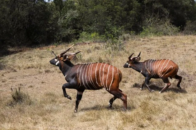 Two out of the five critically endangered Mountain Bongos (Tragelaphus eurycerus isaaci) run after being released into the Mawingu Mountain Bongo Sanctuary near Nanyuki, Kenya, March 9, 2022. (Photo by Baz Ratner/Reuters)