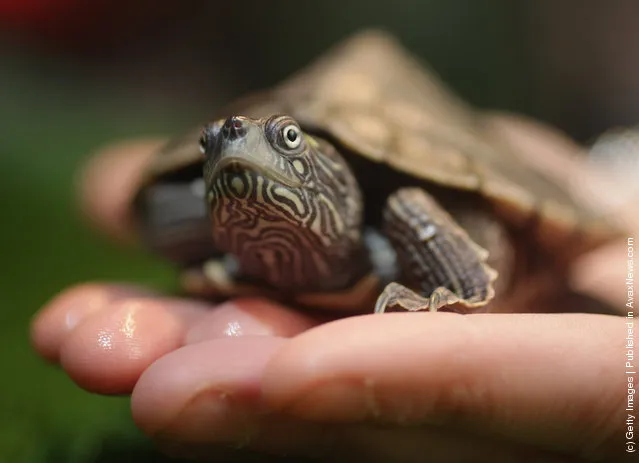 Jensen a two-year-old False Map turtle, from the Mississippi River, gets used to his new home at Blackpool Sea Life Centre