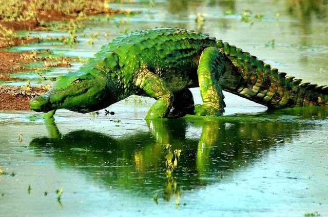 A massive crocodile emerged from a lake in South Africa looking even more sinister than usual thanks to a layer of bright green slime covering its body. The huge reptile was swimming in the Kruger National Park when it emerged from the water caked in a layer of brightly-coloured algae. (Photo by Armand Grobler/Caters News)