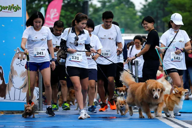 People run with their pets during a mini-marathon for dogs in Bangkok, Thailand May 7, 2017. (Photo by Jorge Silva/Reuters)