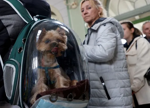 A Ukrainian refugee dog is seen in a backpack after arriving on a train from Odesa at Przemysl Glowny train station, after fleeing the Russian invasion of Ukraine, in Poland, April 7, 2022. (Photo by Leonhard Foeger/Reuters)