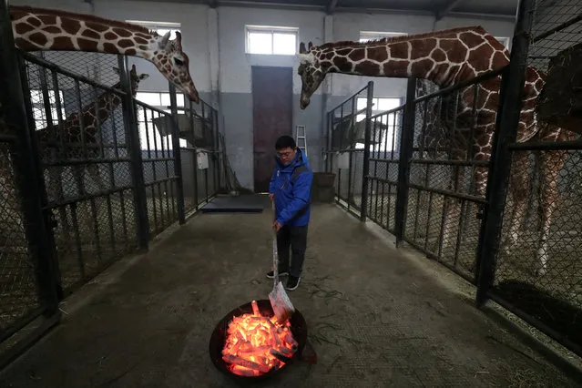 A worker lights a brazier on a cold winter day at an enclosure for giraffes inside a zoo in Ningbo, Zhejiang province, China December 28, 2018. (Photo by Reuters/China Stringer Network)