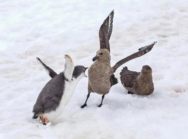 Go away! The penguin chick recovered and stood his ground. The penguin delivers a few choice words to the attacker. (Photo by Shayne McGuire/Caters News)