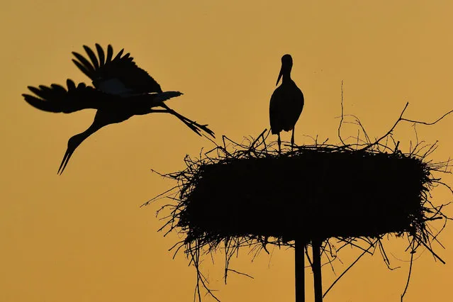 In this photo taken Monday, May 29, 2017 a white stork takes off as another one remains standing in the nest during sunset in Balmazujvaros, 200 kms east of Budapest, Hungary. (Photo by Zsolt Czegledi/MTI via AP Photo)