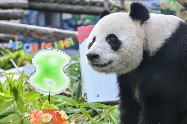 Giant panda Ru Yi is seen at the Moscow Zoo in Moscow, Russia, July 31, 2024. Giant pandas Ru Yi and Ding Ding arrived in Moscow on April 29, 2019 for a 15-year scientific program. Ru Yi, born in July 31, 2016 in southwest China's Sichuan Province, celebrated its birthday here on Wednesday. (Photo by Xinhua News Agency/Rex Features/Shutterstock)