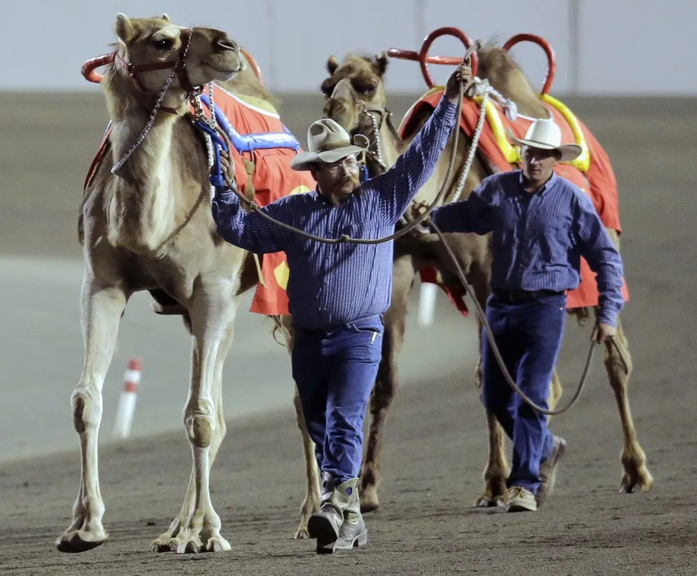New Jersey's Camel Derby