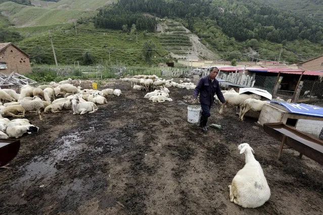 A local villager carries a pail in his sheepfold near Dolomiti Mountain Resort in Chongli county of Zhangjiakou, jointly bidding to host the 2022 Winter Olympic Games with capital Beijing, July 31, 2015. (Photo by Jason Lee/Reuters)