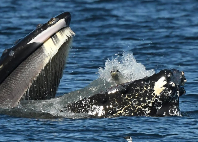 A seal found itself in a bit of bother as a humpback whale, a female named Zillion by local whale watchers, scooped it up while feeding off the coast of Anacortes, Washington state on September 12, 2024. Fortunately for the seal, humpbacks only feed on krill and small fish, straining huge volumes of water through their baleen plates, which act like a sieve. (Photo by Brooke Casanova/Blue Kingdom Whale and Wildlife Tours/TMX/The Mega Agency)