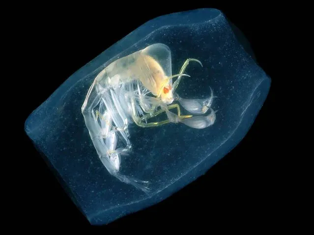 This Gulf of Mexico amphipod, Phronoma sedentaria, is known as the Cooper of the Sea because the crustacean species lives inside a barrel-shaped creature known as a salp, also shown here