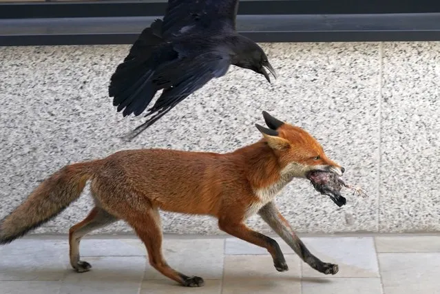 A crow chases a fox, who has dug up a bird carcass, outside the Old Bailey, central London on Friday, May 27, 2022. (Photo by Stefan Rousseau/PA Images via Getty Images)