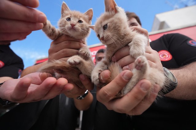 A view of two kittens named “Duman” and “Alev” who were rescued from an engine compartment of the vehicle by the fire brigade driver Huseyin Gedikli, who then adopted the kittens and brought them to his workplace in Duzce, Turkiye on October 11, 2024. (Photo by Omer Urer/Anadolu via Getty Images)