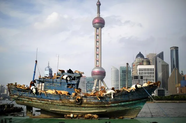 “The Ninth Wave”, an art piece by Chinese artist Cai Guoqiang, docks along the Huangpu River as part of the 2014 Power Station Art exhibition in Shanghai July 17, 2014. The artwork features a fishing boat from the artist's hometown of Fujian depicting 99 fake stuffed animals that have been sickened by the environment. (Photo by Carlos Barria/Reuters)