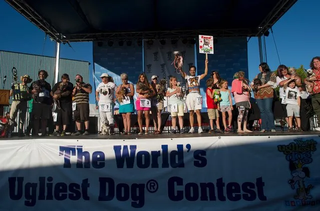 Contestants are seen on stage during the voting process at the World's Ugliest Dog Competition in Petaluma, California on June 24, 2016. Sweepie Rambo went on to take first prize winning 1,500 USD. (Photo by Josh Edelson/AFP Photo)