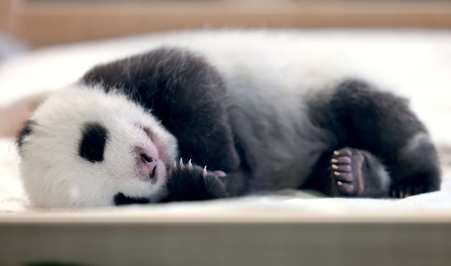 One of the two newborn Panda twins sleeps in an enclosure at the Zoo in Berlin, Germany, 15 Oktober 2024. The two Panda cubs were born at the Berlin Zoo on 22 August 2023. (Photo by Hannibal Hanschke/EPA/EFE)