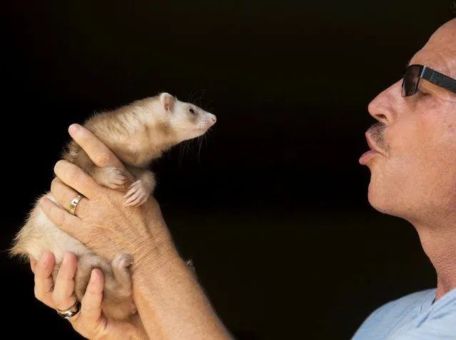 Pat Wright holds Bailey, one of his three pet ferrets, at his home, in La Mesa, California August 17, 2015. On Monday, Wright was anxiously preparing what he admits may be a quixotic campaign to legitimize his pet ferrets Tiger, Bailey and Jethro after a decision on Friday by state officials in Sacramento to allow him to gather signatures to place a referendum on the ballot making it legal to own and import ferrets. (Photo by Mike Blake/Reuters)