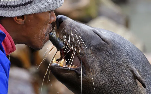A man feeds a sea lion by placing a sardine in his mouth after calling out to the animal Cape Town, South Africa, Saturday, July 26, 2014. The U.S. Navy trains dolphins and sea lions under the U.S. Navy Marine Mammal Program, based in San Diego, California, to perform tasks such as ship and harbor protection and mine detection. (Photo by Schalk van Zuydam/AP Photo)