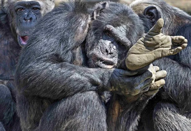 Chimpanzees gather together in their compound at the Olmense Zoo in Olmen, Belgium, April 16, 2015. (Photo by Yves Herman/Reuters)