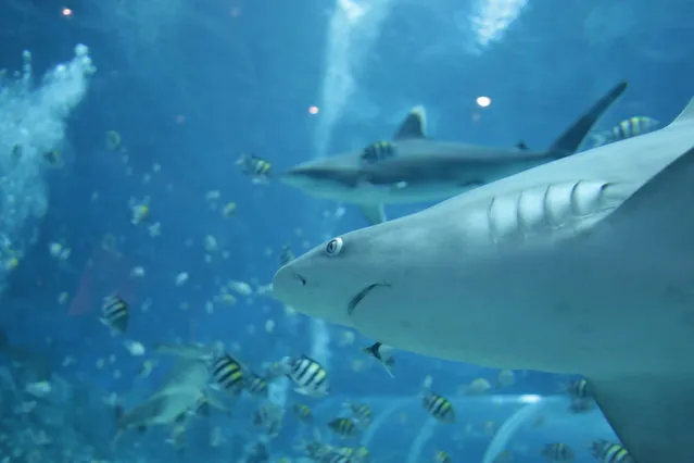 A shark swims past the viewing glass of  the shark enclosure of the S.E.A aquarium at Resorts World Sentosa in Singapore, August 6, 2014. World famous shark conservationist Cristina Zenato has joined the largest shark conservation campaign “I'm FINished with FINS”. Her attempt to hand feed and coax the shark's in the SEA Aquarium is to raise awareness about shark conservation. Singapore is the highest consumer per capita of shark's fin in the world. (Photo by Wallace Woon/EPA)